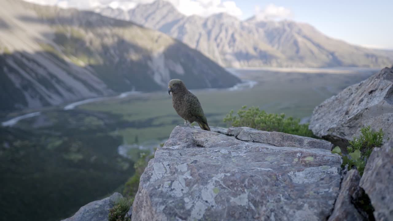 Hermosos pájaros nativos Kea observando las montañas, plano general.
