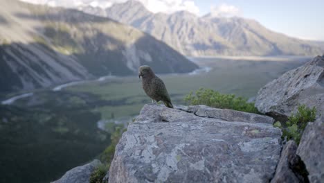 Hermosos-Pájaros-Nativos-Kea-Con-Vistas-A-Las-Montañas,-Toma-Más-Amplia