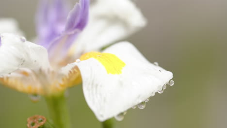 nahaufnahme einer schönen weißen und lila blume mit taustropfen auf blütenblättern in einem sonnigen garten