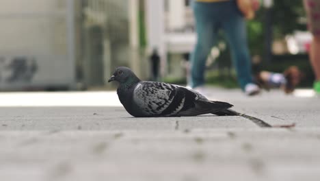 a rock pigeon sitting on the stone pavement with people walking on the background in tokyo, japan