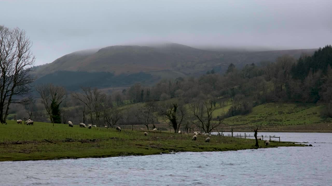 Peaceful yet moody landscape of Ireland with lake, sheep, and mountains