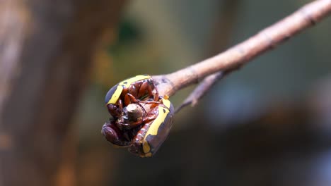 group of african scarab beetles hanging and on branch in sunlight,close up shot