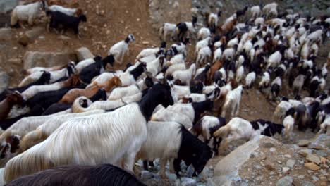 a herd of goats and sheeps moving. flock of sheep and goats running on mountain road. shepherd outside the village. livestock is grazing. pakistan
