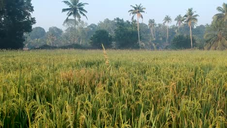 Campo-De-Arroz-Listo-Para-La-Cosecha,-Granos-De-Arroz-Madurando-En-Tallos-Listos-Para-La-Cosecha