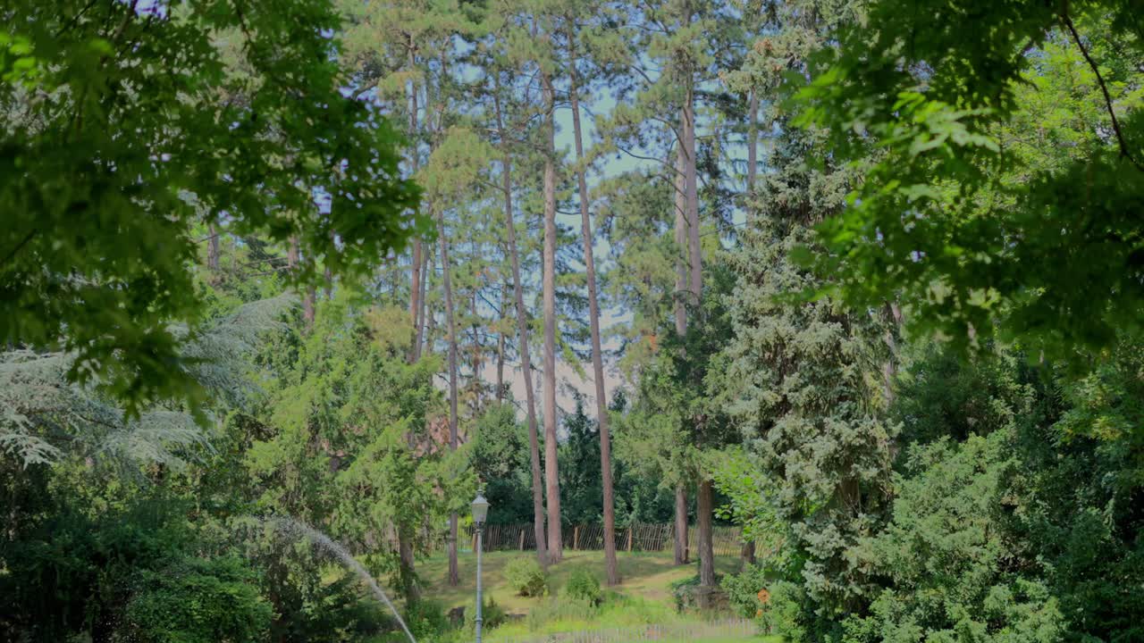 Long Pine Trees in the Park in the background with Tree Leaves in the background during a sunny day in T&uuml;rkenschanzpark in Vienna