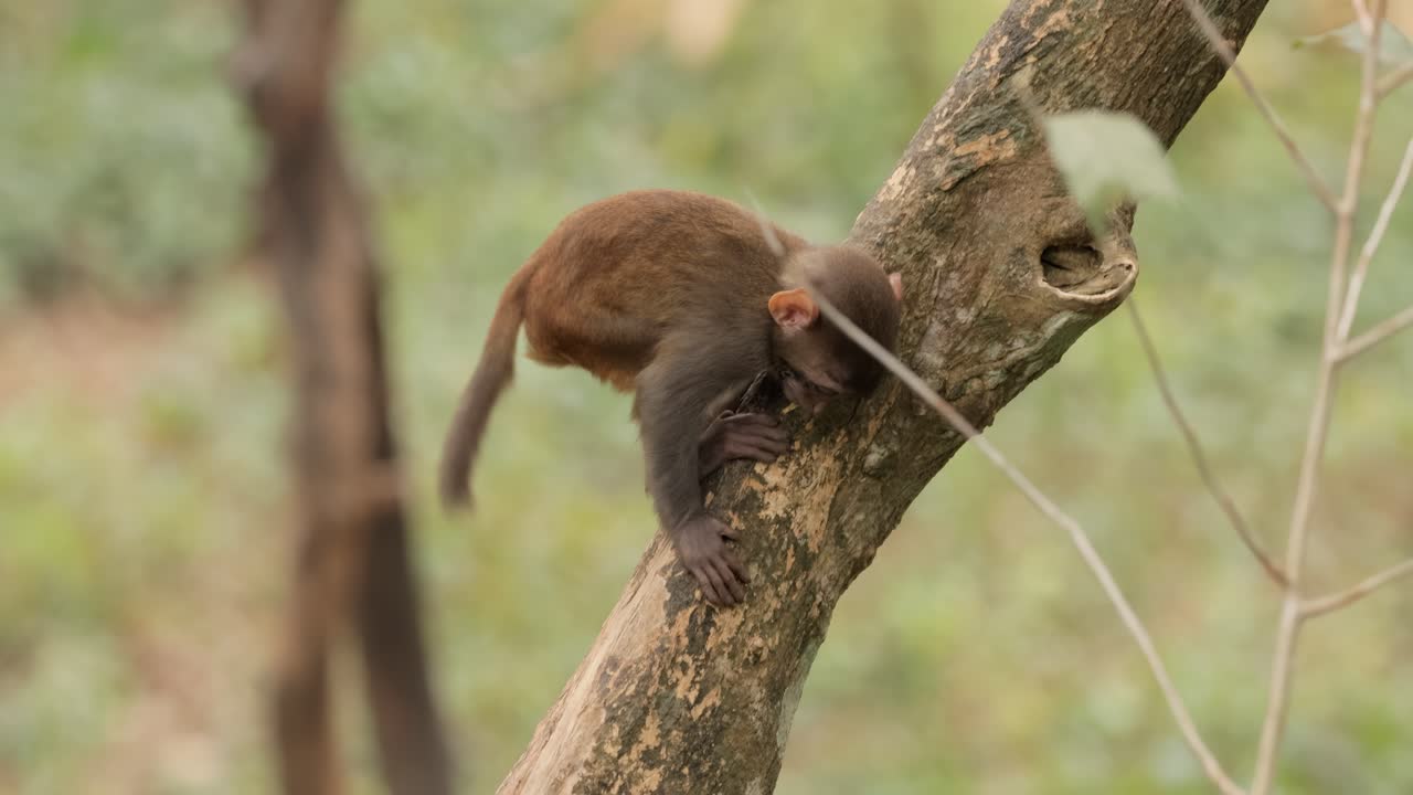 los macacos constituyen un género (macaca) de monos gregarios. los macacos se encuentran en una variedad de hábitats en todo el continente asiático y son altamente adaptables.