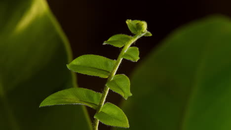 Slow-unfurling-fish-tail-sword-fern-shallow-depth-of-field