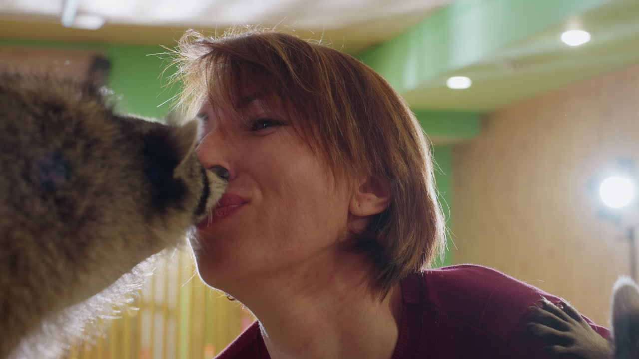 white woman shares kiss with raccoon in backlit cafe setting, warm lights and bamboo backdrop frame playful interaction, candid smile and gentle lick create heartwarming visitor and animal connection
