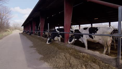 Modern-farm-cowshed-with-milking-cows-eating-hay