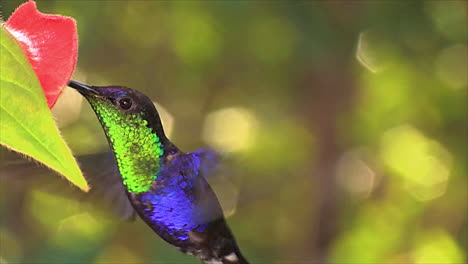 el vívido y hermoso colibrí ninfa del bosque coronado de violeta flotando cerca de una flor silvestre en la selva tropical