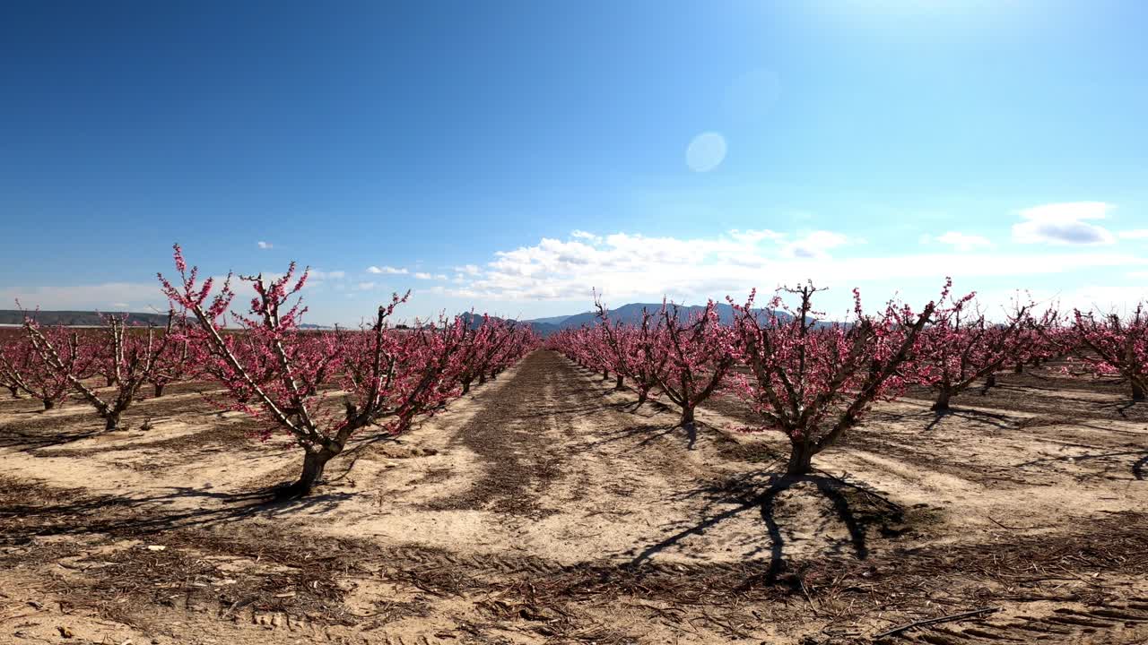 Frutteto pieno di alberi da frutto in fiore sotto un cielo blu e il sole