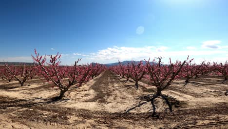 arboleda llena de árboles frutales florecientes bajo un cielo azul y sol