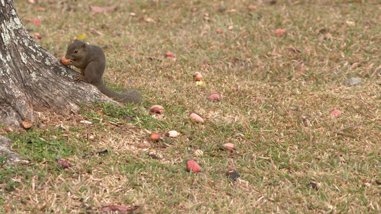 Piccolo scoiattolo che mangia una noce accanto al tronco di un albero su un terreno erboso