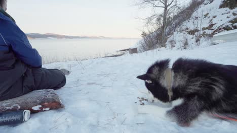 man throwing dog food on lazy alaskan malamute lying in the snowy ground