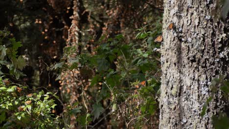 mariposa monarca volando sobre un árbol en una reserva natural en méxico