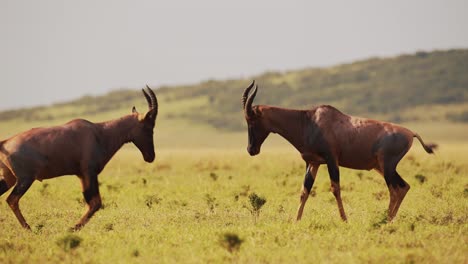 Cámara-Lenta-De-Topi-Peleando-En-Pelea,-Animales-Silvestres-Africanos-En-Comportamiento-Animal-Territorial,-Comportamiento-Asombroso-Protegiendo-El-Territorio-En-La-Reserva-Nacional-Maasai-Mara,-Kenia,-áfrica