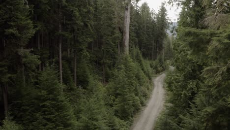 a logging road cut through an old-growth forest