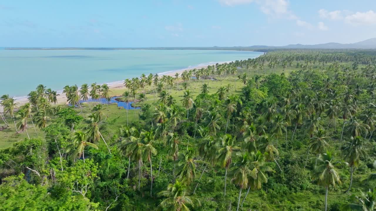 vista de drones sobre palmeras y playa de playa bahia esmeralda, miches, dominicana