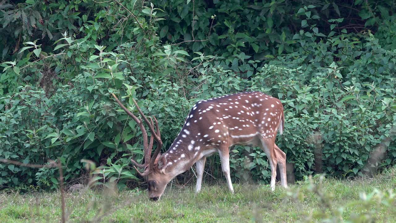 un gran ciervo manchado pastando al borde de la jungla a la luz de la mañana