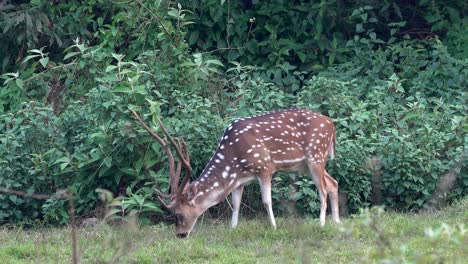 A-large-spotted-deer-buck-grazing-at-the-edge-of-the-jungle-in-the-early-morning-light