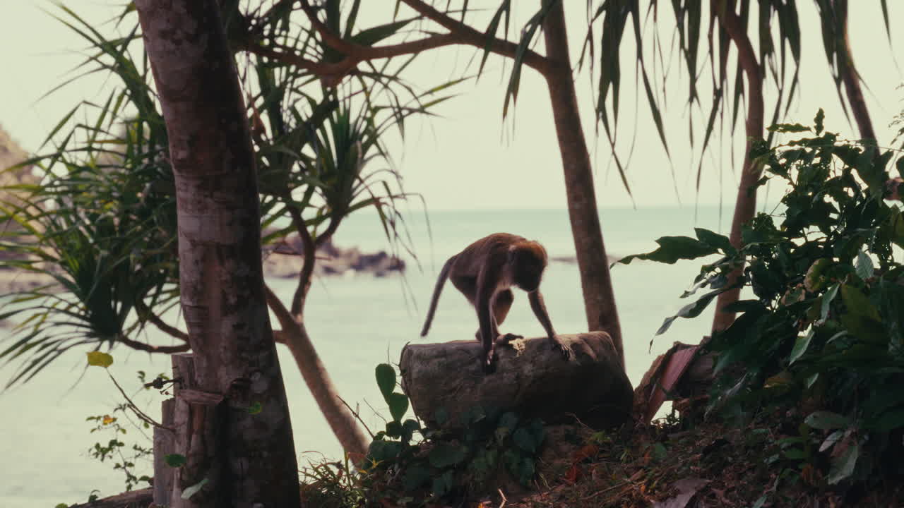 Monkey on a rock by the ocean