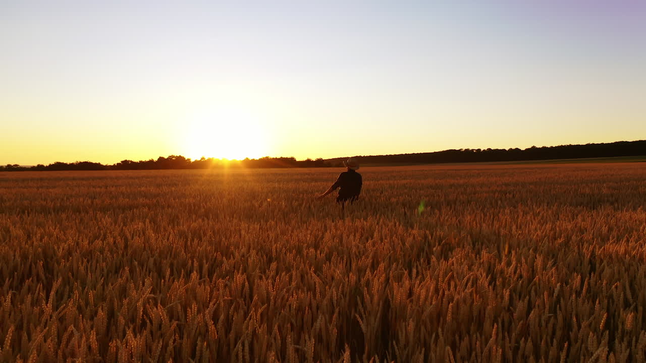 Man in field of wheat. Portrait of farmer walking in field, examining wheat crop