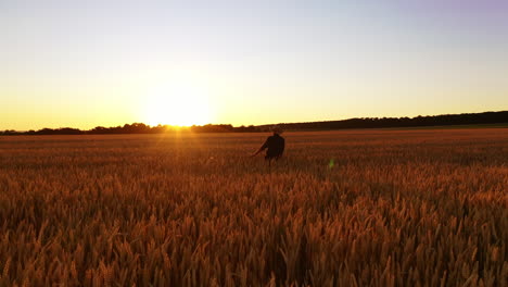 man in field of wheat. portrait of farmer walking in field, examining wheat crop