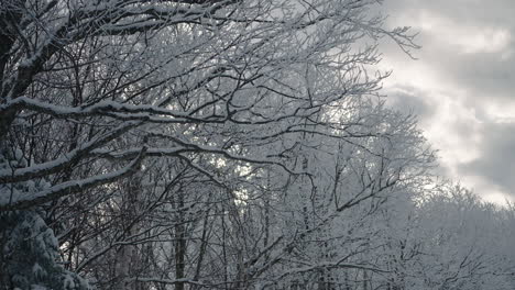 Snow-Covered-Tree-Branches-Against-Clouded-Sky-In-Orford,-Quebec,-Canada-During-Winter