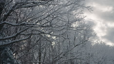 Ramas-De-árboles-Cubiertas-De-Nieve-Contra-El-Cielo-Nublado-En-Orford,-Quebec,-Canadá-Durante-El-Invierno