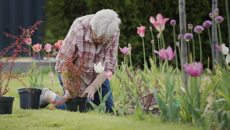 a woman plants flowers in the backyard of her house. active lifestyle in retirement