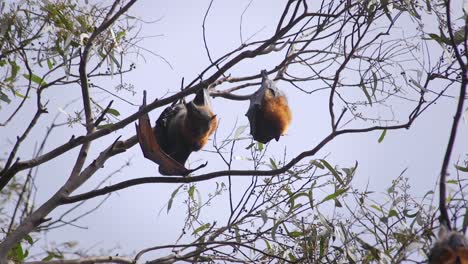 murciélagos colgando en árboles durante el día australia gippsland victoria maffra de cerca