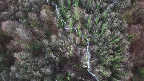 aerial view of a forest stream