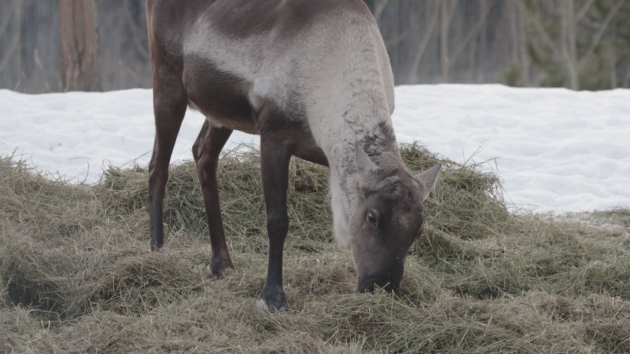 hembra de caribú del bosque pastando en la hierba seca en invierno