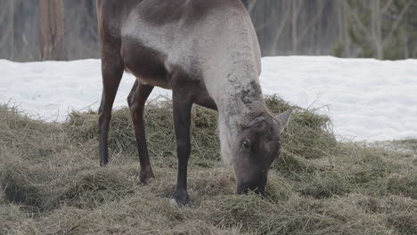 Female-Woodland-Caribou-Grazing-On-Dry-Grass-In-Winter