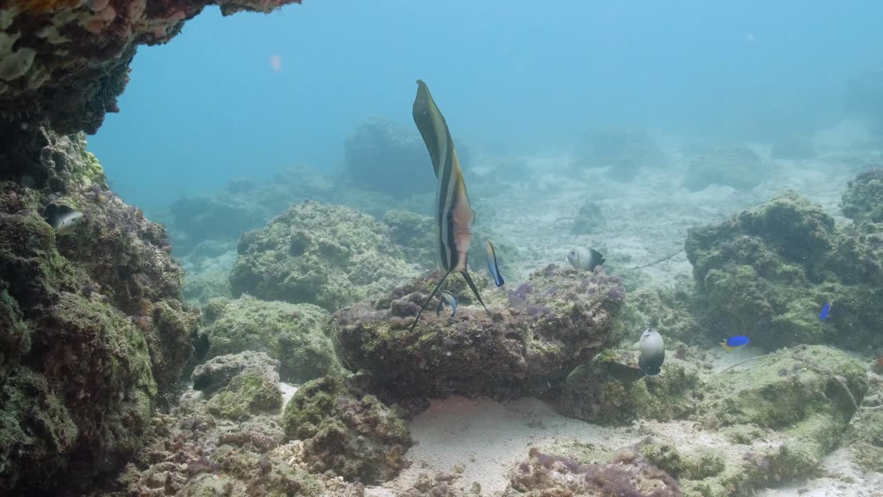 Hard Coral Reef With Teira Batfish And Group Of Small Tropical Marine Fishes. underwater