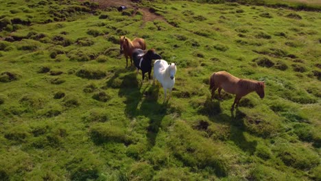 toma aérea de 4 caballos pastando en las tierras de cultivo en islandia