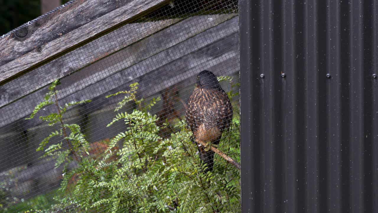 웅장 한 뉴질랜드 독수리 가 조류집 에서 포로 로 잡혀 있는 동안 가지 에 앉아 있다