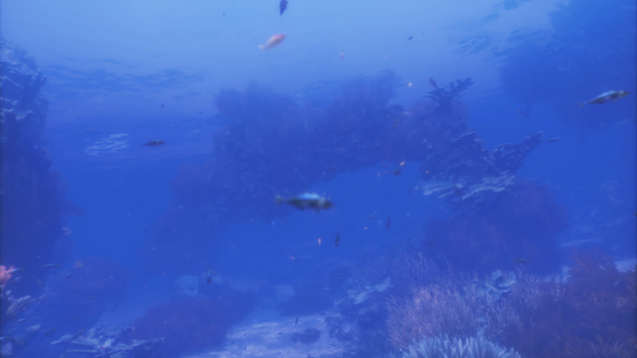 Underwater exploration reveals vibrant marine life and serene landscapes