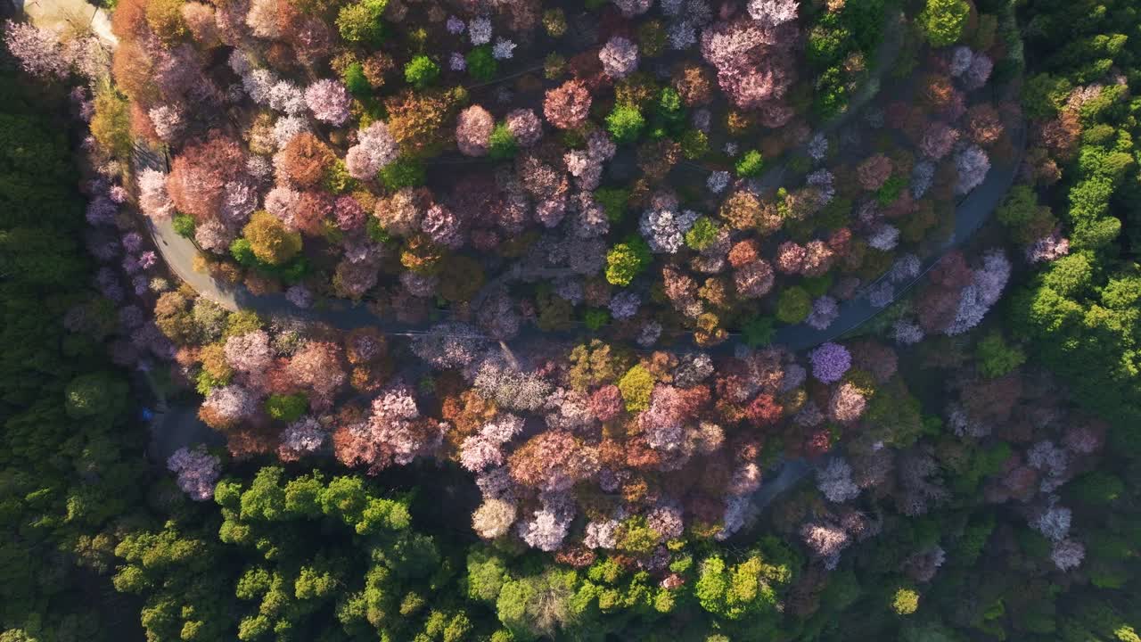 Aerial tops down natural environment of Japanese Spring, Sakura cherry blossom pink flowers shine at Mount Yoshino