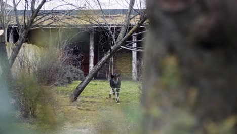 close up of okapi jumping very happy at chester zoo, uk