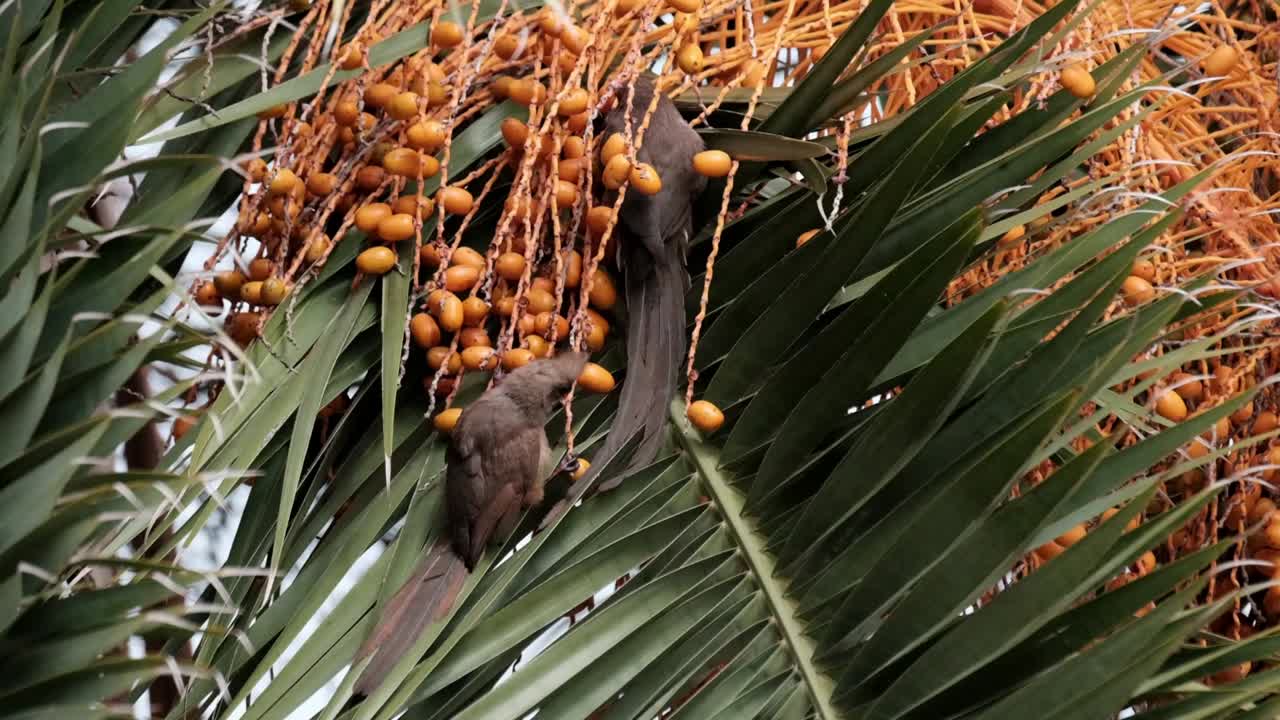 Two wild parrots fight over palm fruit