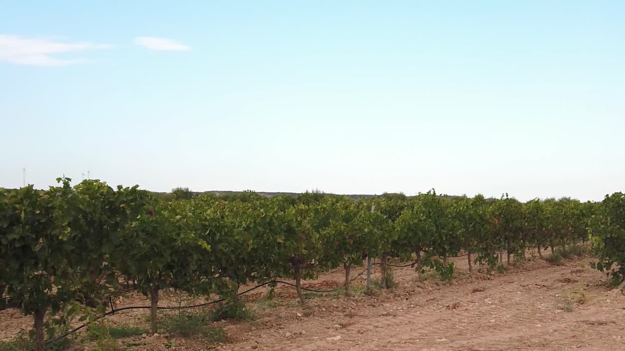Vineyard in Spain with the vines blowing in the strong wind