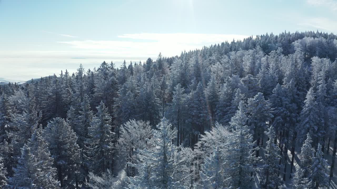 Flying above snow covered treetops, winter woodland aerial scene, sun flares for artistic effect