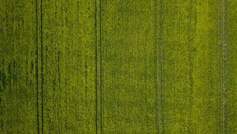 Aerial flyover blooming rapeseed field, flying over yellow canola flowers, idyllic farmer landscape, beautiful nature background, sunny spring day, ascending drone birdseye shot