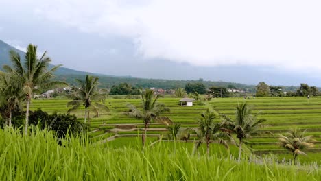 Bali---Terrazas-De-Arroz-Jatiluwih