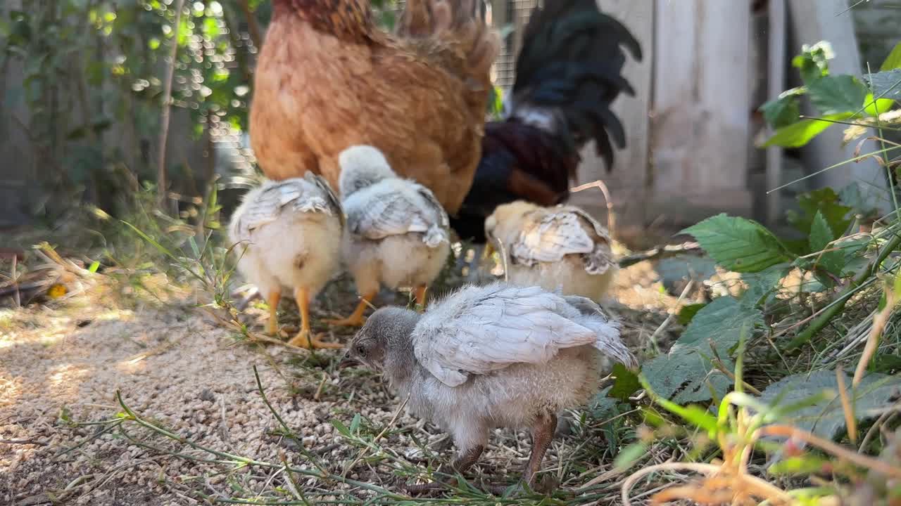 Close-up of newborn chicks pecking grain beside mother hen on natural free-range farm. Warm rural atmosphere