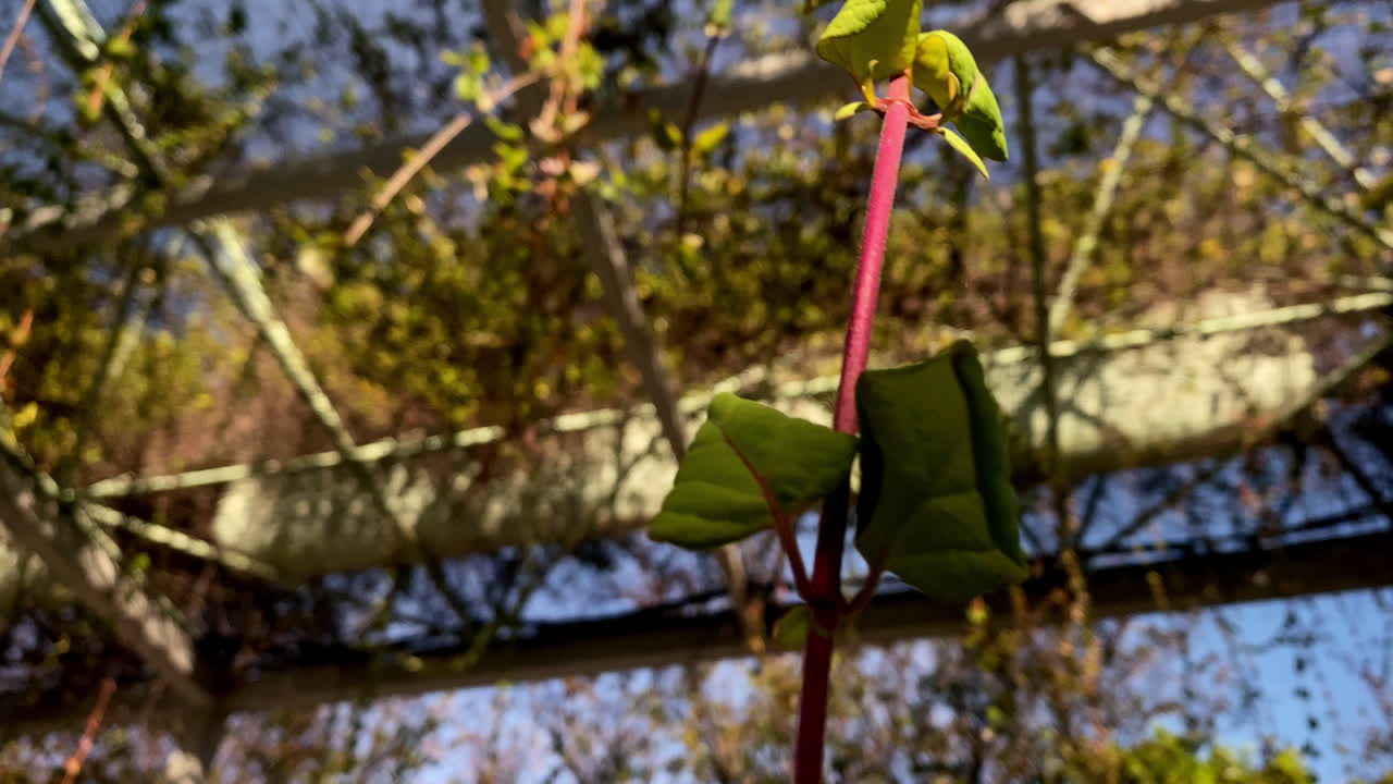 Primo piano di un delicato stelo rosso e foglie verdi fresche a fuoco nitido su uno sfondo bokeh tenue di una struttura a pergola e fogliame nella calda luce pomeridiana