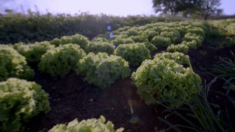 rows of plants forming symphony of life, promising bountiful harvest