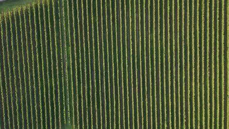 vista aérea de drones de viñedos verdes en tierras de cultivo agrícolas