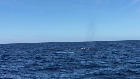 couple of humpback whales that reach the surface of the sea to breathe and show their tails in cabo san lucas